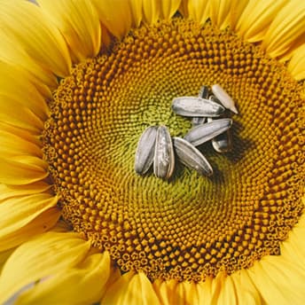 Sunflower Seed Wax